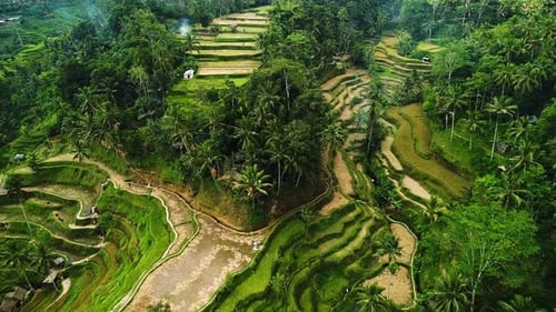 Aerial View of Green Rice Terraces and Jungle