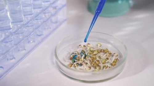 Lab Experiment Testing Plant Growth With Blue Liquid