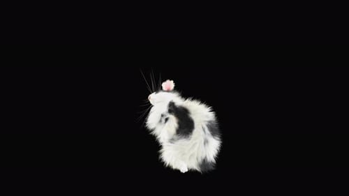 Cute Fluffy Rabbit Sitting and Shaking Head on Black Screen