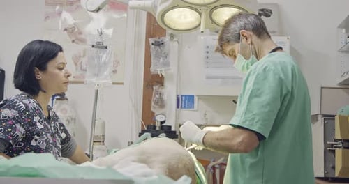Veterinary surgery - Veterinarian operating a white dog in a pet clinic