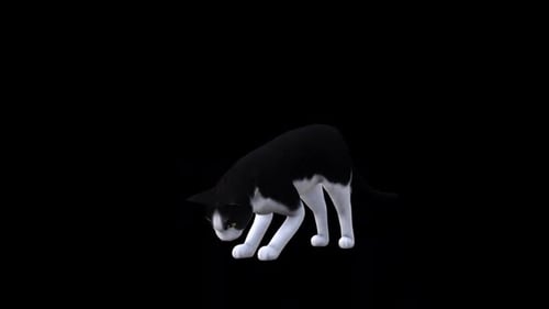 Schwarz-Weiß-Katzenfresser, Vorderansicht