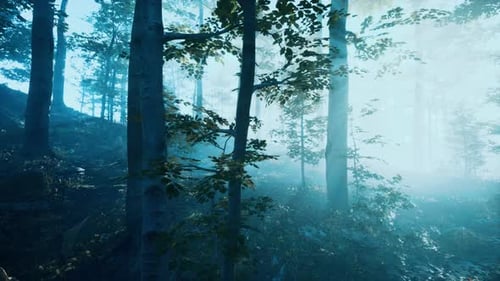 Morning Fog in Deep Forest