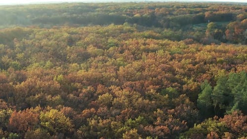 Beautiful flight above the trees, Autumn forest