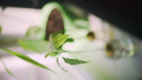 Eine gekeimte Avocado mit hellgrünen Blättern steht tagsüber auf einer Fensterbank