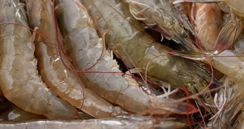 Fresh Uncooked Shrimp Close Up
