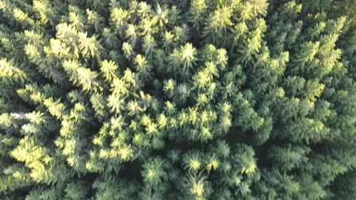 Drohnenaufnahme des Waldes von oben in 4k