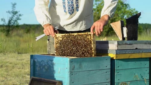 Beekeeper Inspecting Honeycomb Frame Filled with Bees