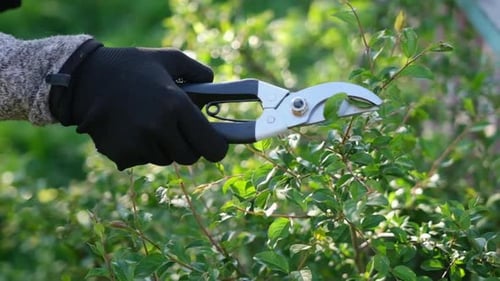 Gardening Concept Gardener with Secateurs Cutting Branches of Bushes