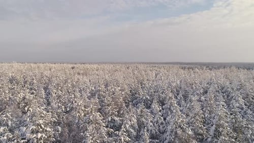 Luftaufnahme eines endlosen Winterpinienwaldes, schneebedeckte Baumkronen 16