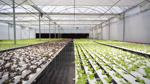 4K Dolly shot of Organic vegetables hydroponic farm.