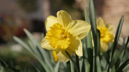 Slow motion spring green garden with Narcissus flower 1080p FullHD footage - Beautiful Pseudonarcis
