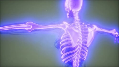 3D Human Skeletal and Nervous System X-Ray Animation