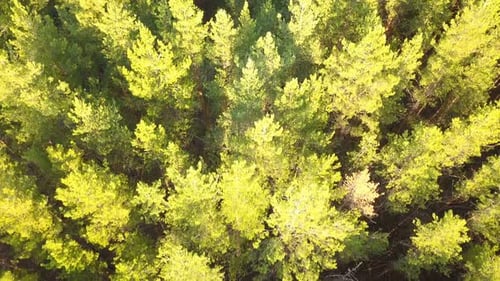 Grüne Natur Pinienwald