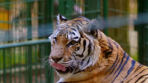 Close Up Portrait of a Tiger in Captivity