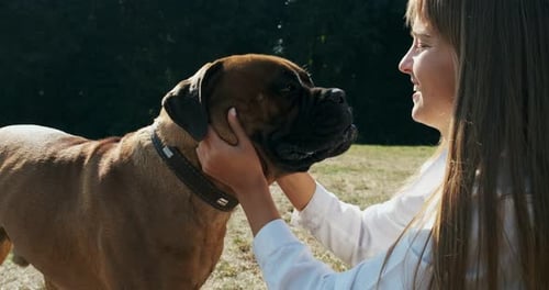 Woman Affectionately Pets Large Bullmastiff Dog Outdoors