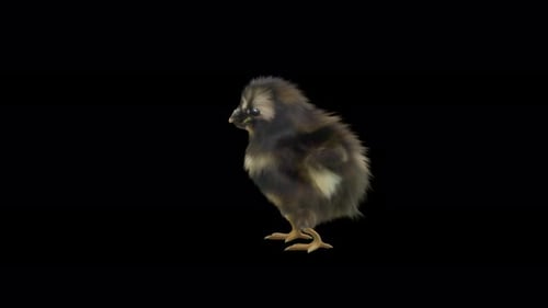 Adorable Baby Chick Walking and Pecking Animation