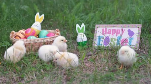 Baby Chicks With Easter Eggs in Basket on Grass