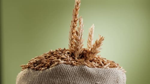 Malt Grains Closeup