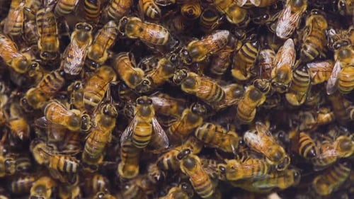Close Swarm of Crawling Honeybees