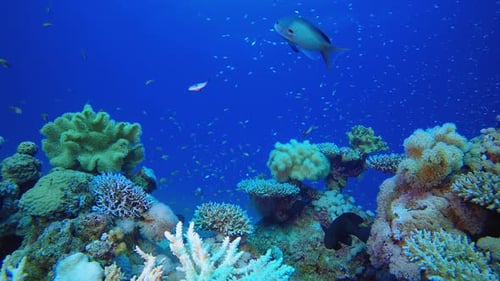 Underwater Coral Reef with Colorful Fish Swimming
