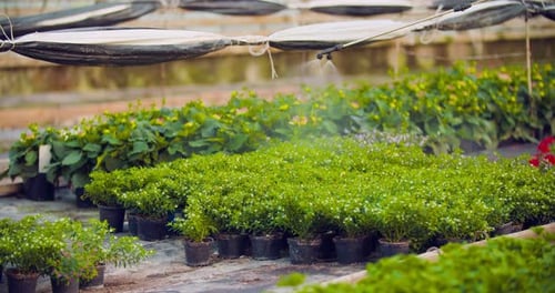 Pesticide Sprayed on Flowering Plants at Greenhouse