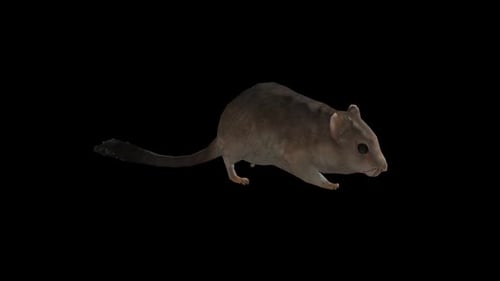 Rat Walk