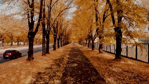 Flying Through Orange Autumn Tree Alley in the Park