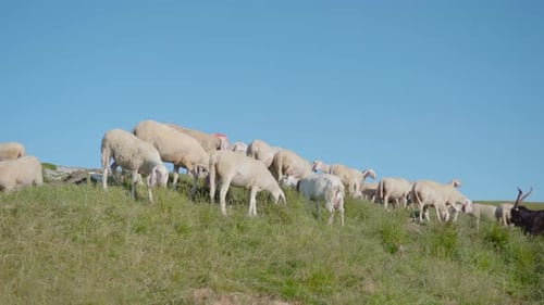 Schafe fressen Gras auf der grünen Wiese