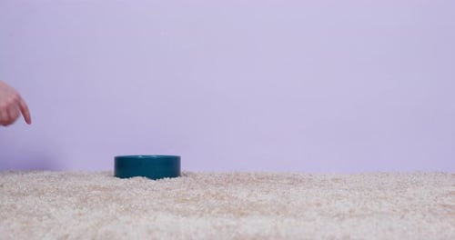 Corgi Eating from Bowl on Carpet