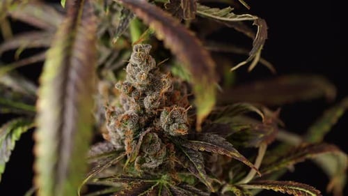 Makro Marijuana Bud Spinning On Display, umrahmt von