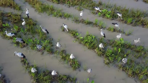 Asian openbill stork in the field at Bukit Mertajam
