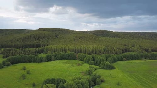 Nature Forest