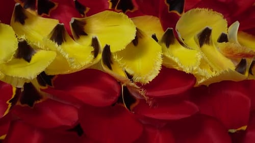 Petals of Tulips