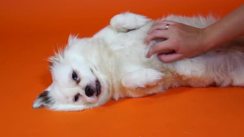 Petting the Dog. A Woman Stroking Her Dog, Close-up. A Funny Little White Dog with Big Blue Eyes Is