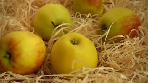 Fresh Apples Resting on a Bed of Straw