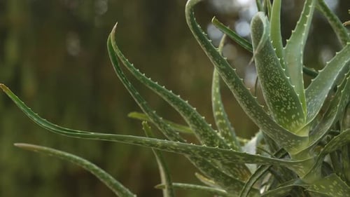 Close-up of Aloe Vera Plant in Garden