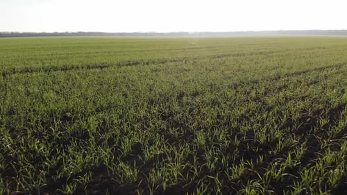 Drone smooth flight low above fresh green Field Crops