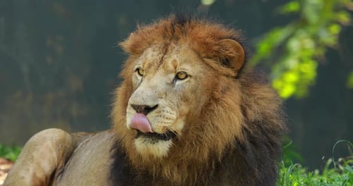 Lion Sticking its Tongue Out in Natural Habitat