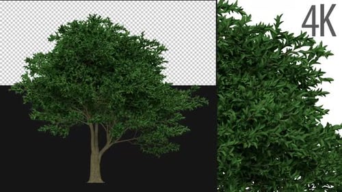 Lemon Tree