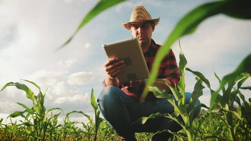 Farmer Inspecting Crops with Tablet in Cornfield