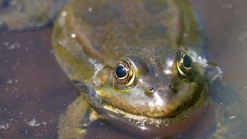 Close Up of a Frog in the Water