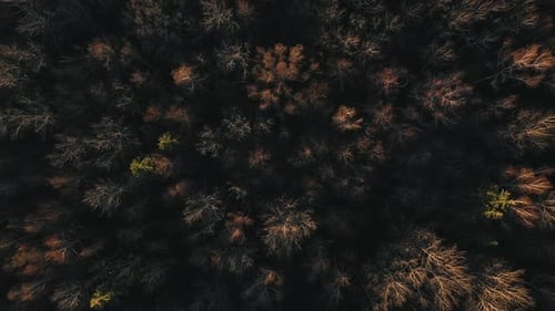 Dramatisch Treetops Forest 2