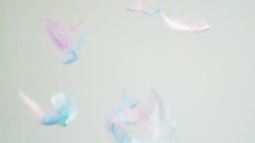 Colorful Feather Composition