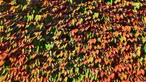 Leaf Pattern