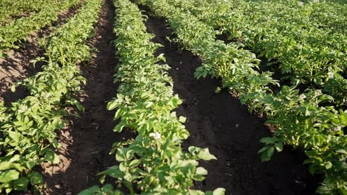 Potato Plants Bushes Growing in Rows on Farm Vegetable Field