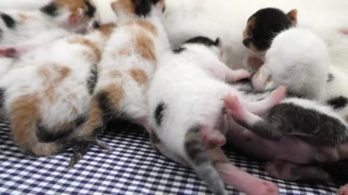 Kitty Baby Cats Feeding from Mothers Breast 5