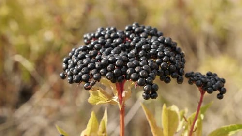 Plante herbacée sureau Danewort peu profonde DOF 4K 2160p 30fps UltraHD - Gros plan de Sambucus eb