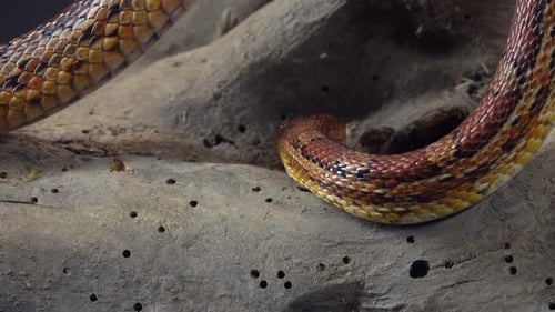 Coronella Brown Snake Crawling on Wooden Snag at Black Background. Close Up