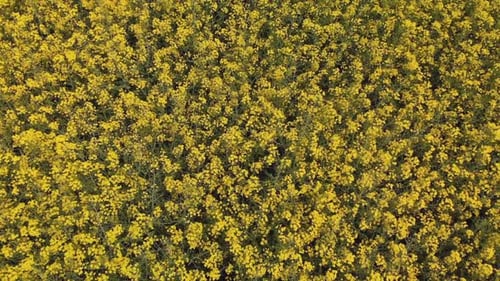 A Field of Rapeseed Next to the Road and Woods