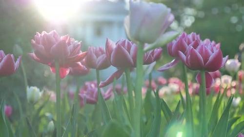 Colorful Tulip Flowers Grow in Orchard at Sunlight in Spring
